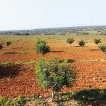 Plantación de 5000 algarrobos